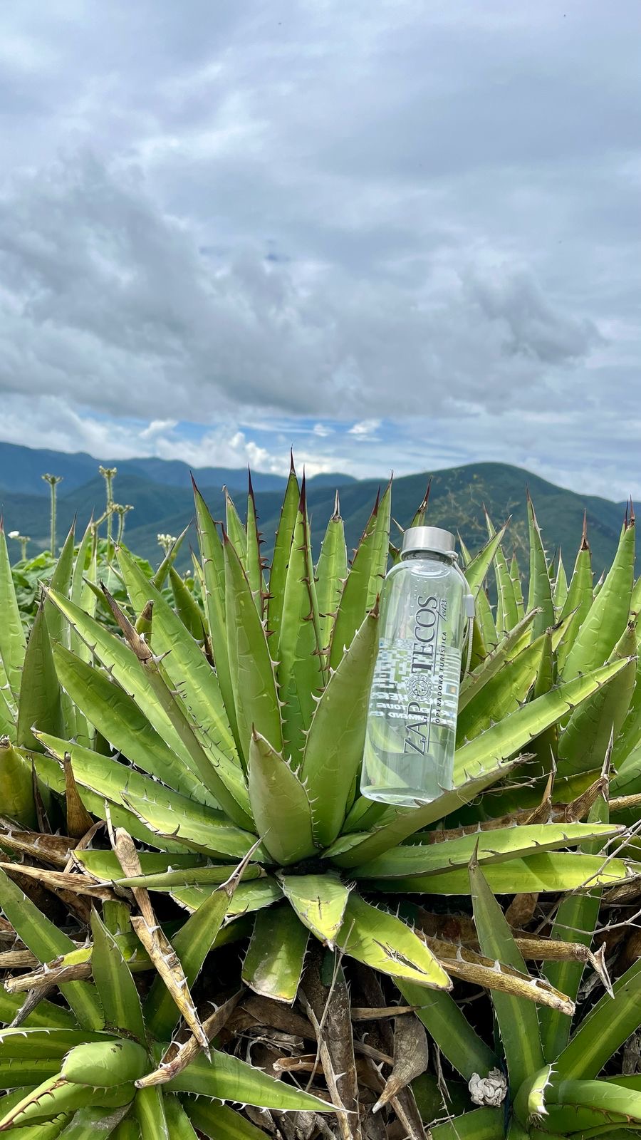 Imagen 2 de Experiencia de Mezcales Orgánicos